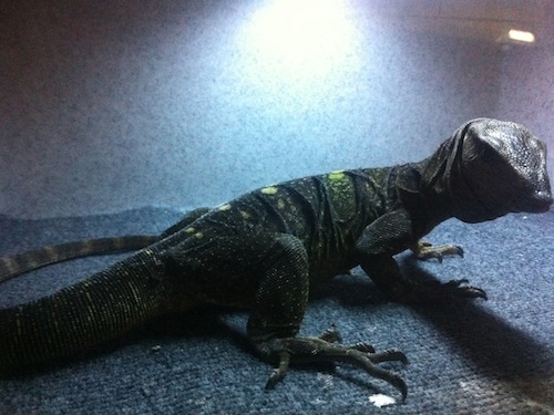 Spiny-necked Monitor For Sale, Spiny-necked Monitor For Sale Cheap, Spiny-necked Monitor For Sale Near Me, Spiny-necked Monitor For Sale Canada,Spiny-necked Monitor For Sale Uk, Spiny-necked Monitor For Sale Europe, Spiny-necked Monitor For Sale Usa, Spiny-necked Monitor For Sale Mexico, Baby Spiny-necked Monitor For Sale, How Much Do Spiny-necked Monitor Cost?